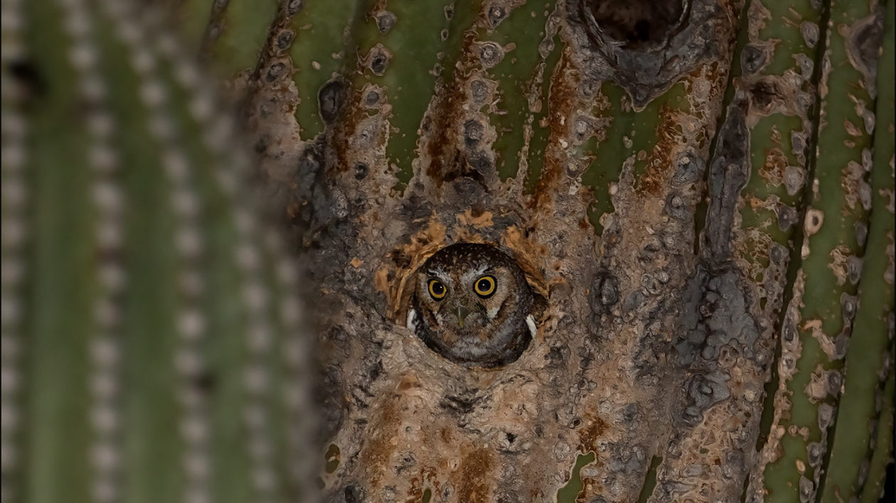 owl looking out from hole in cactus