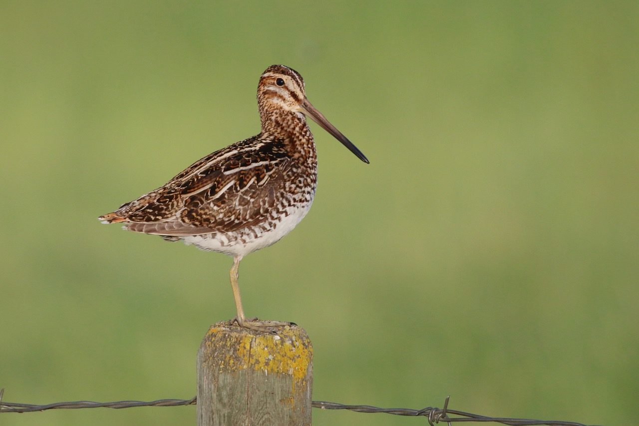 snipe on a fence post