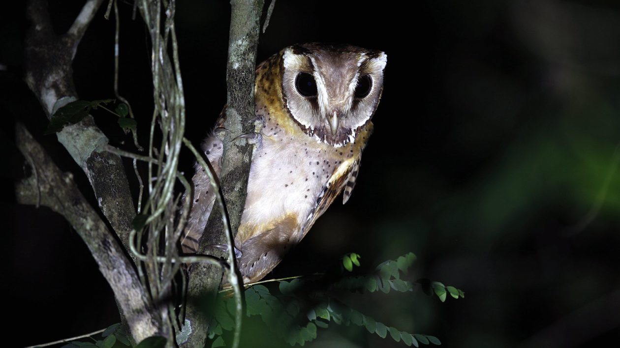 small owl with dark eyes