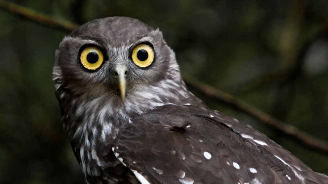 smallest owl in the world