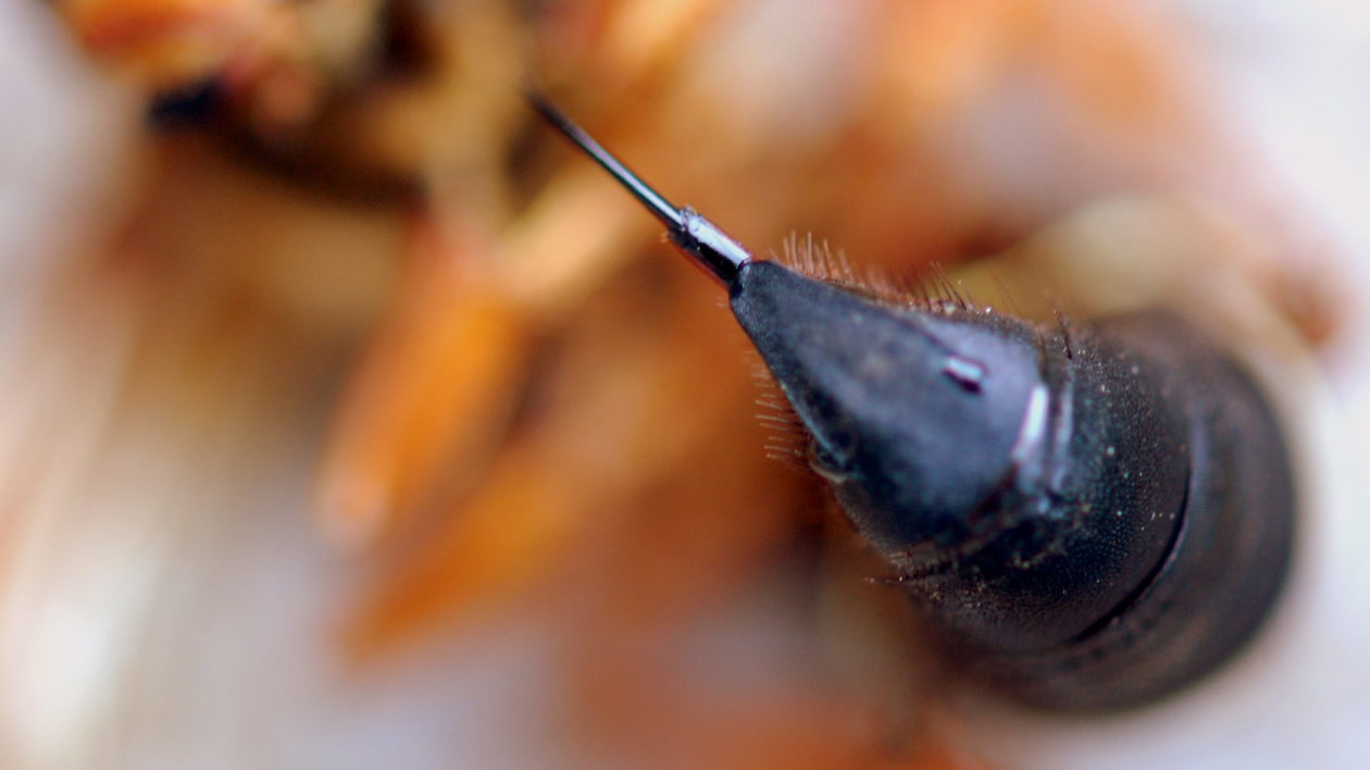 close up of insect stinger