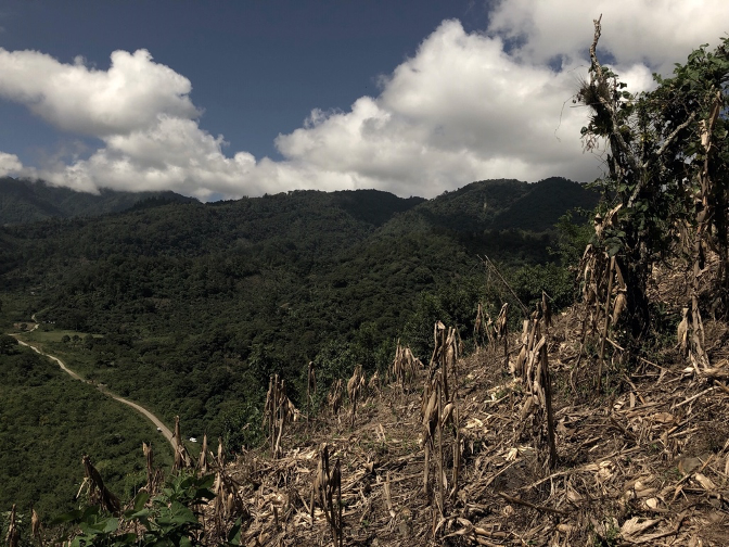 Agriculture Can Be a Solution for Deforestation in Chiapas, Mexico ...