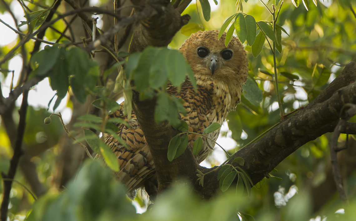 reddish owl in trees