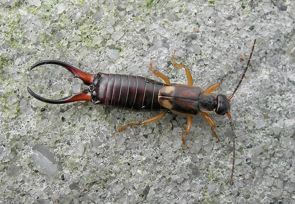 Weird and Unbelievable Facts About Earwigs