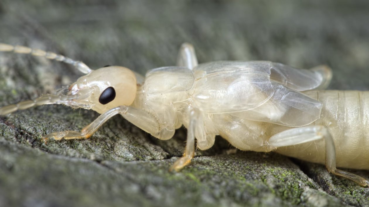 Weird and Unbelievable Facts About Earwigs