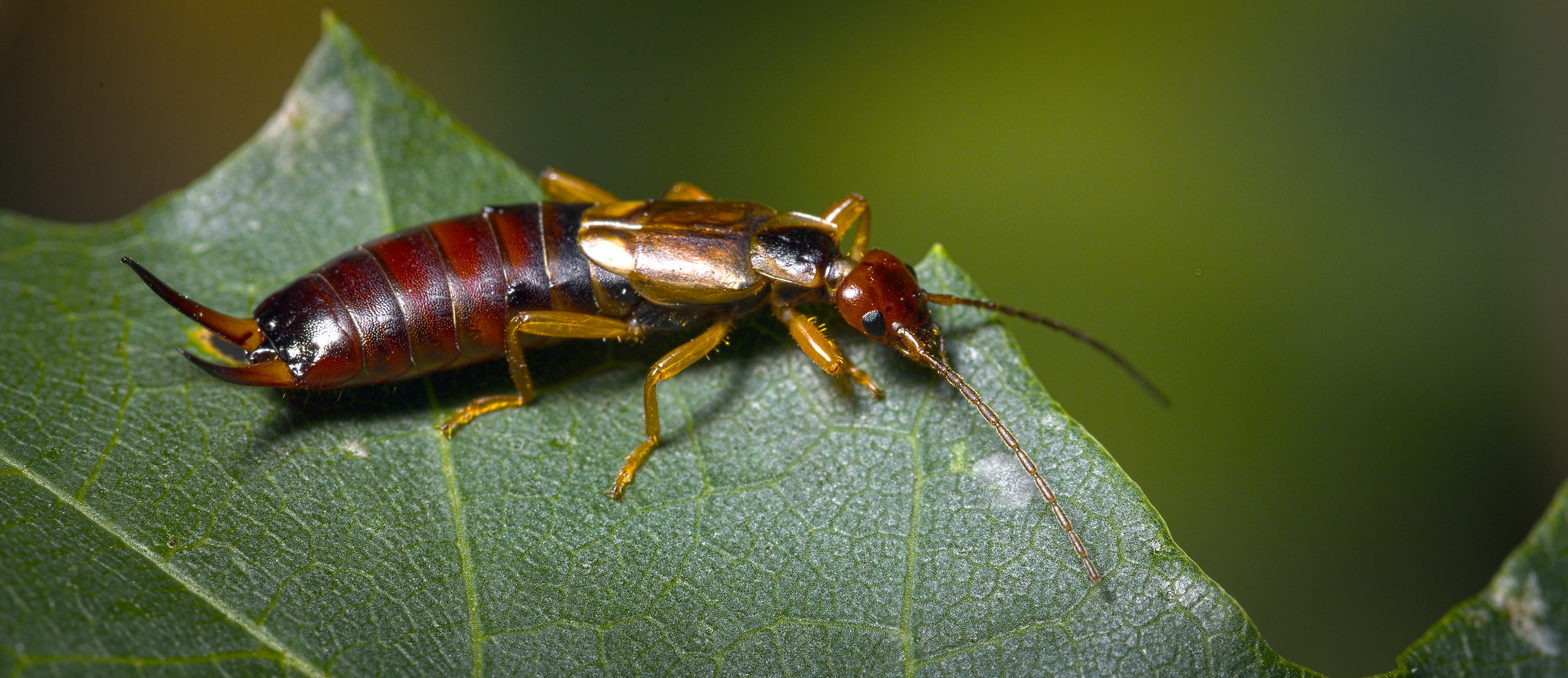 The Full Truth About Earwigs Crawling In Ears