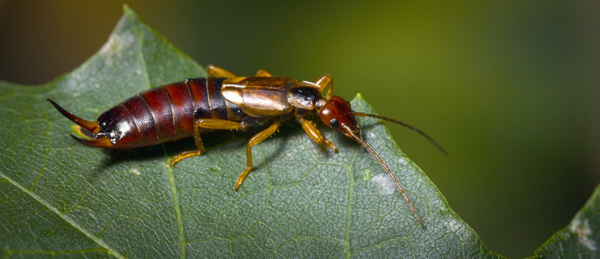 brown insect with pincers on a lead