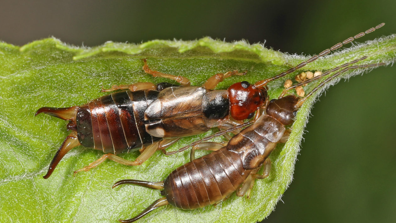 What does an earwig deals look like