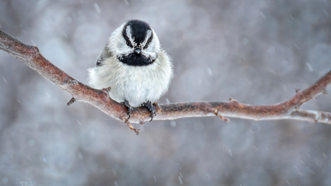 small black and white bird on a branch in snow