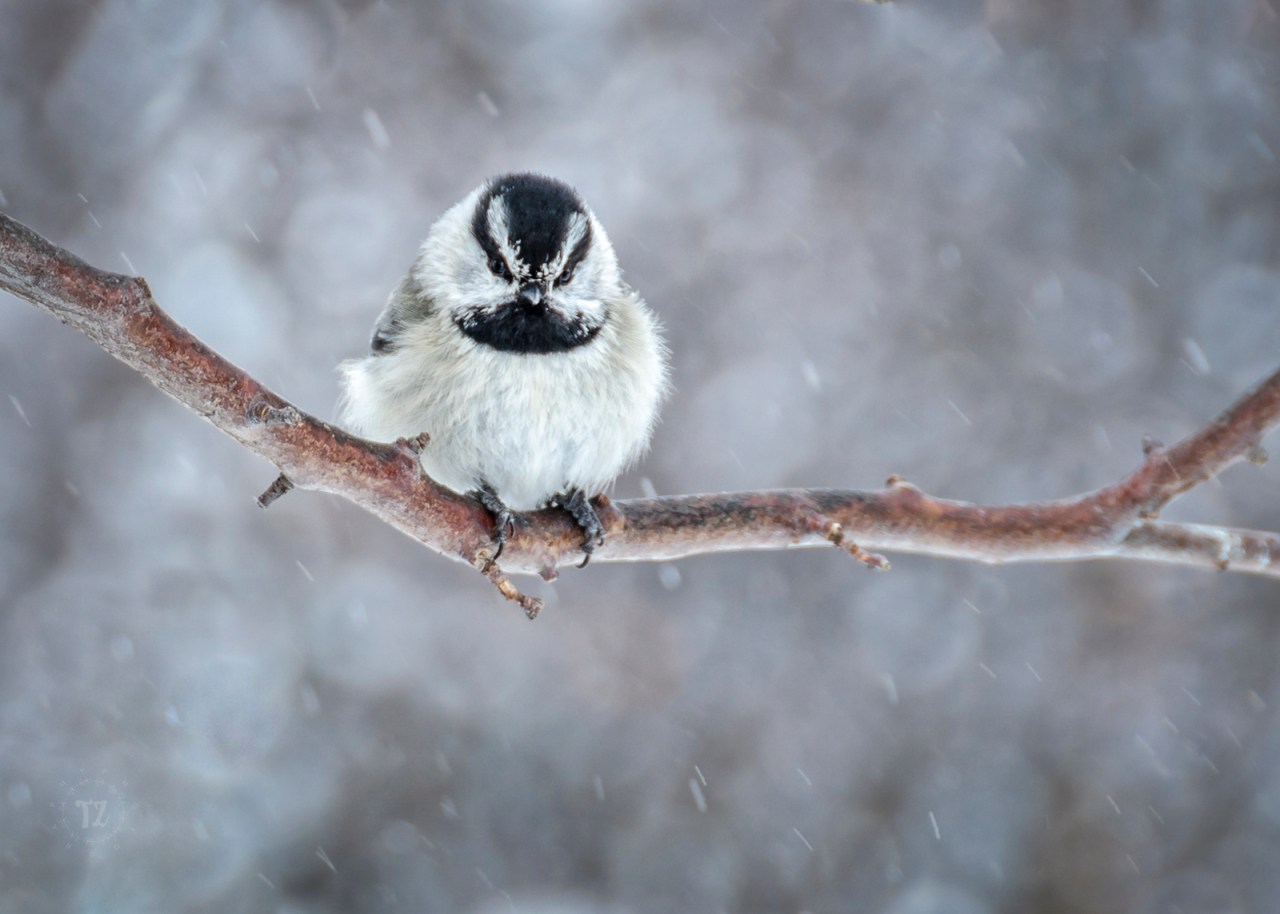small black and white bird on a branch in snow