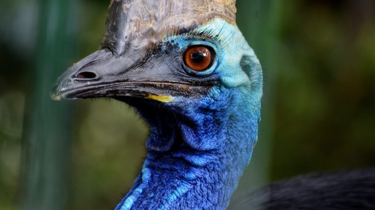face of cassowary with blue neck