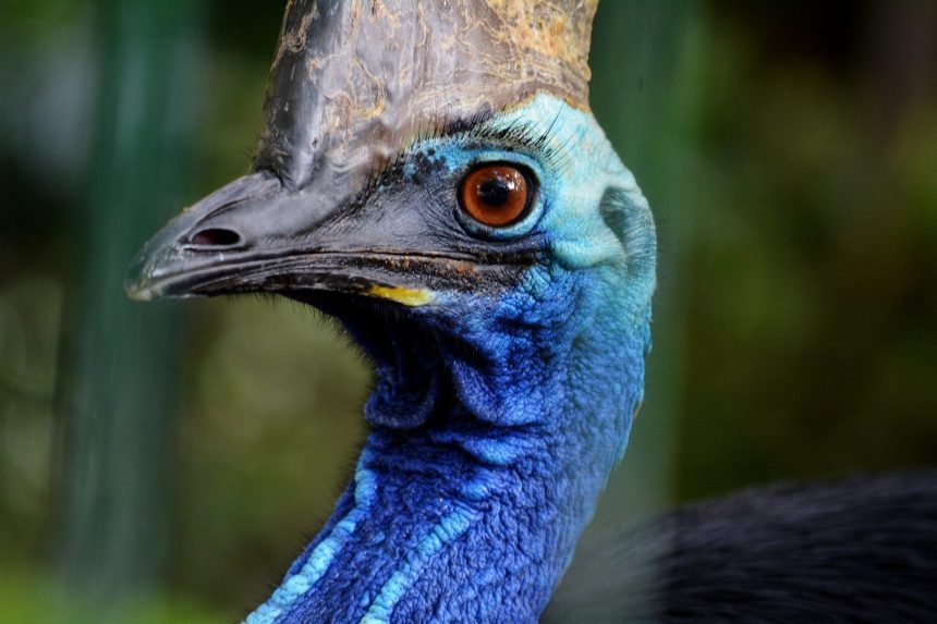 face of cassowary with blue neck