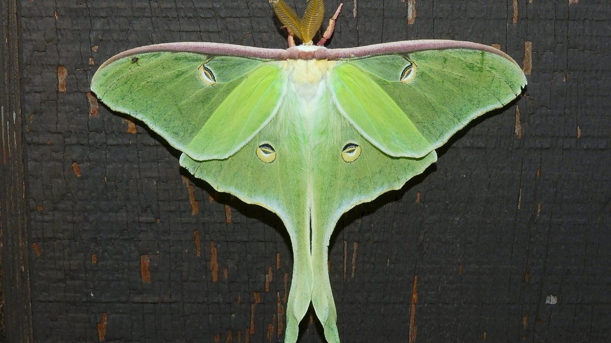 a luna moth on a building wall