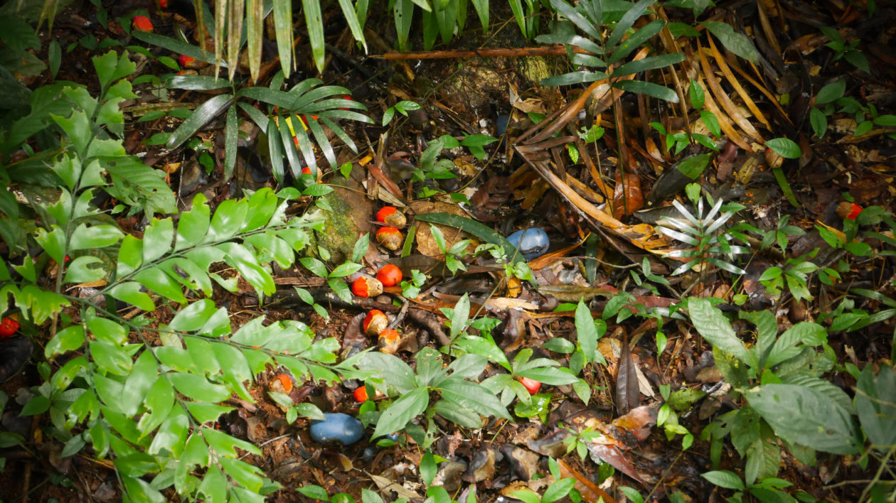rainforest fruits on the ground