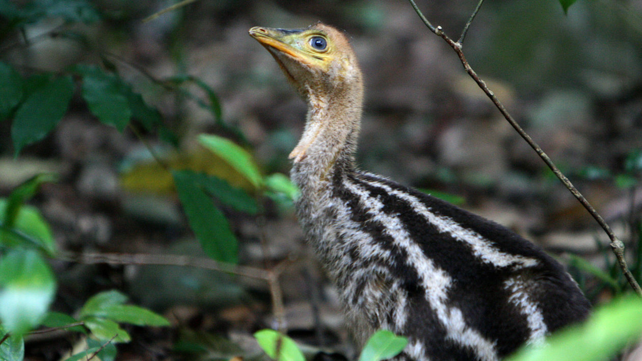 young bird with brown and white stripes