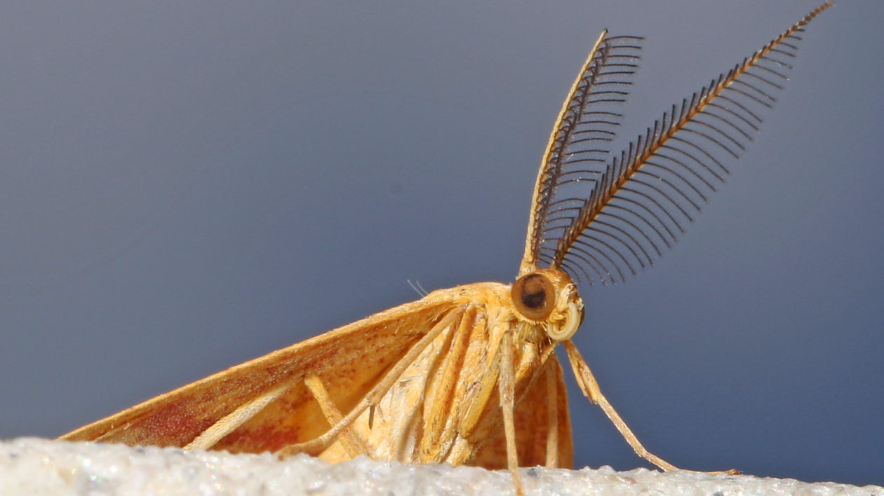 yellow moth head 