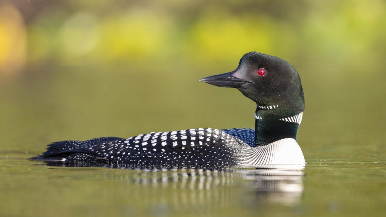 black and white bird sitting in water