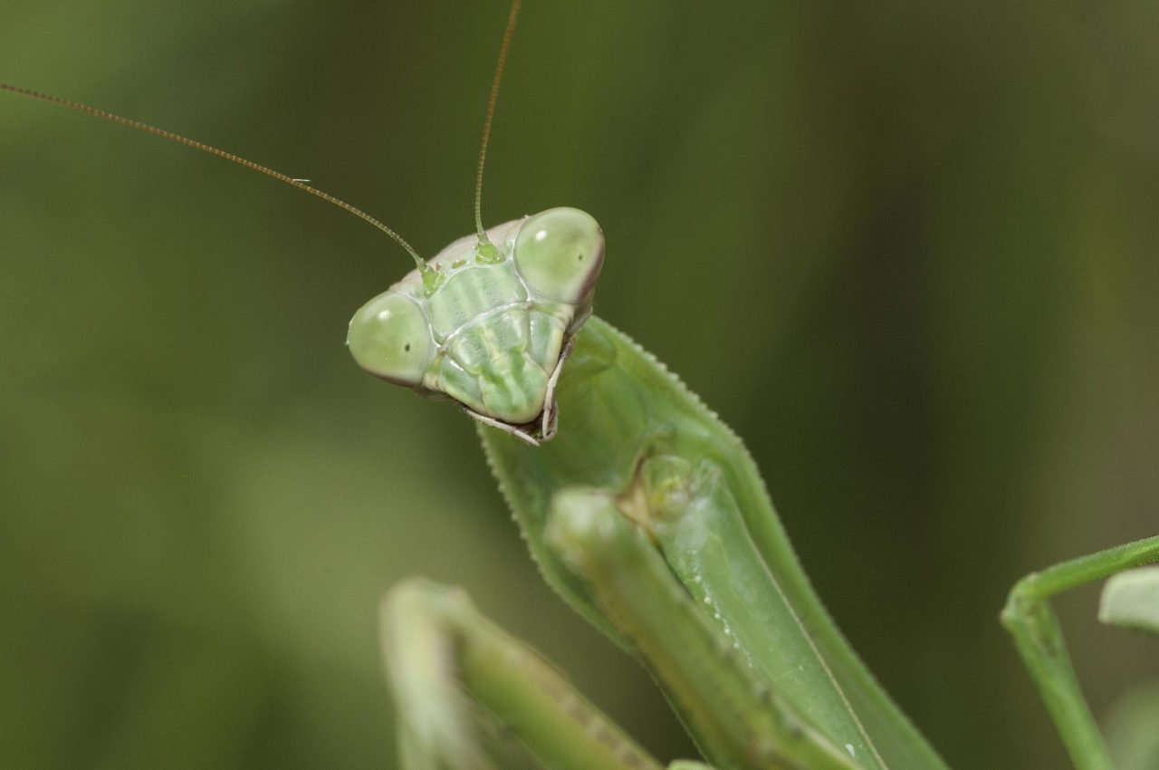 closeup of green mantis insect