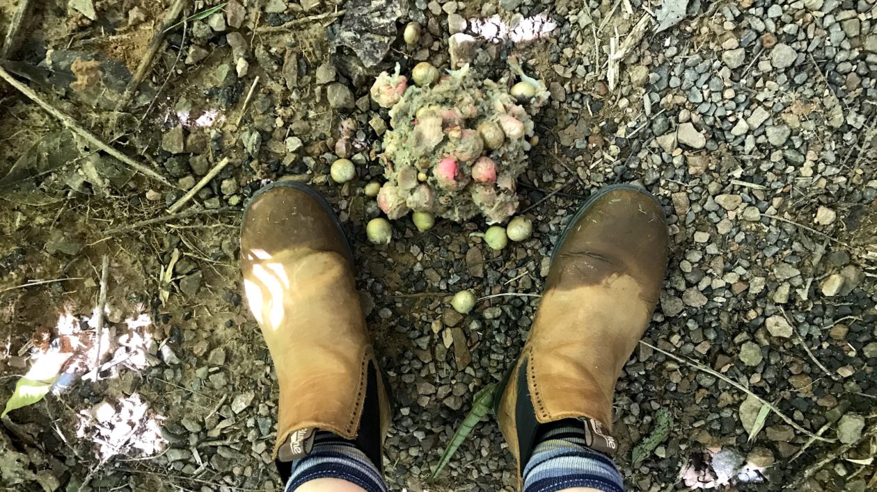 view of boots with pile of fruit poop