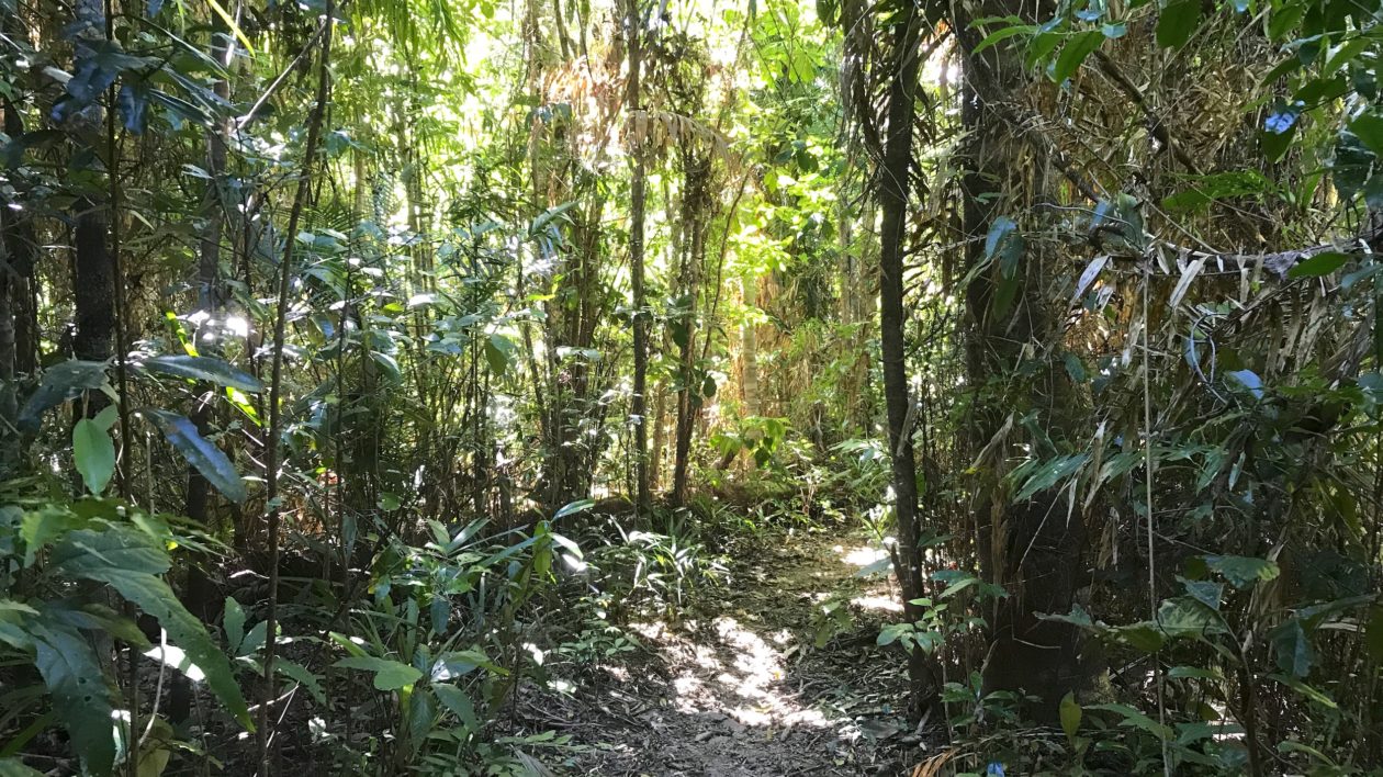 forest with shadows