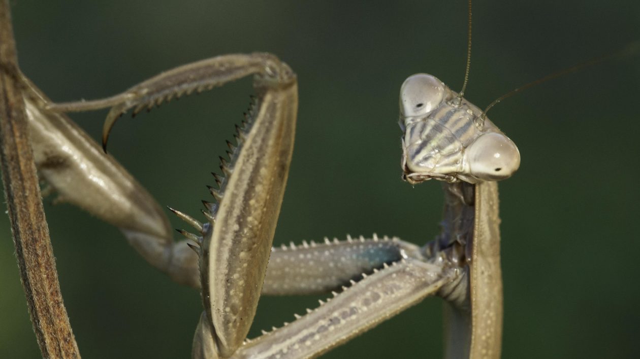 closeup of brown mantis insect