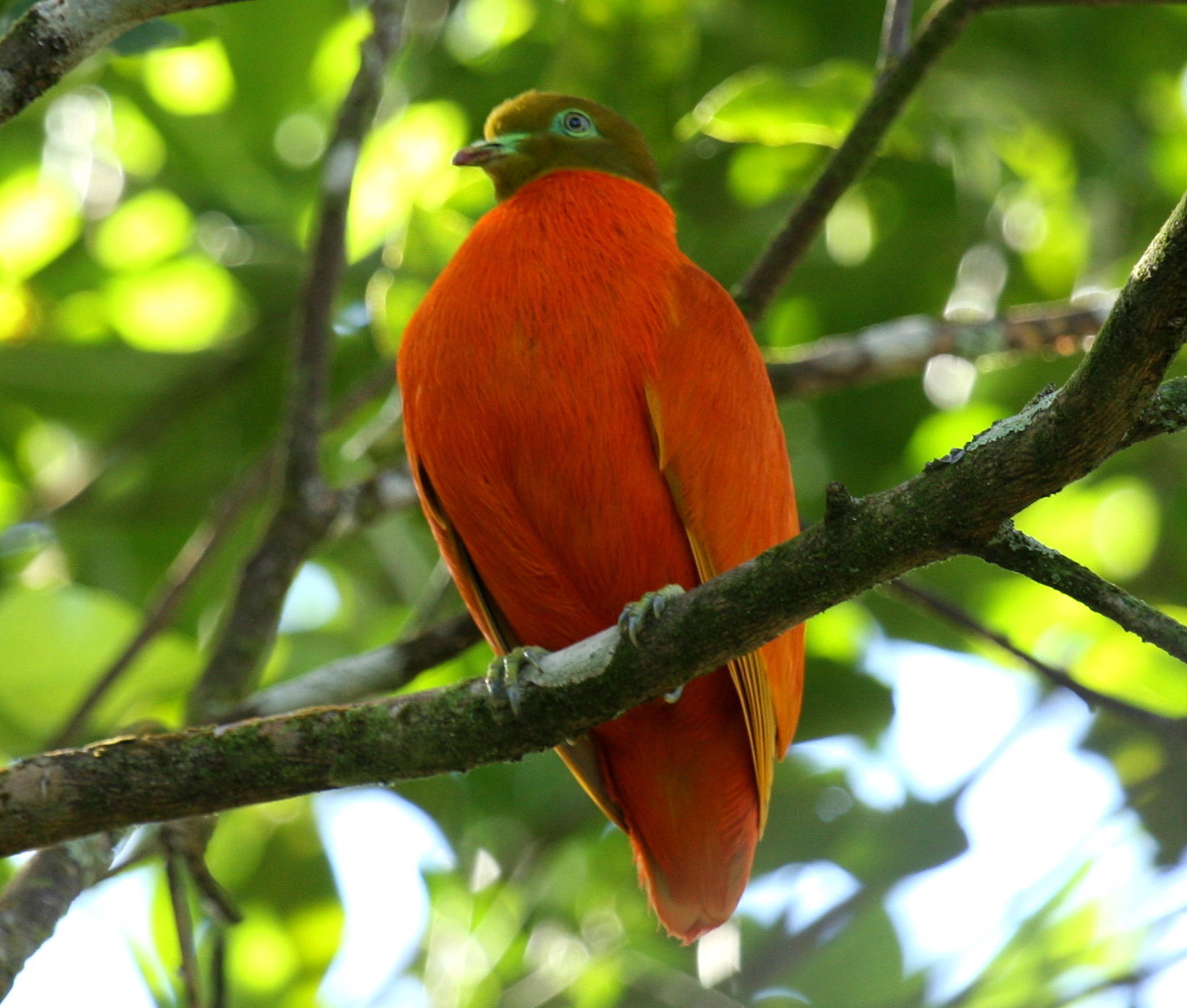 bright orange dove in a tree