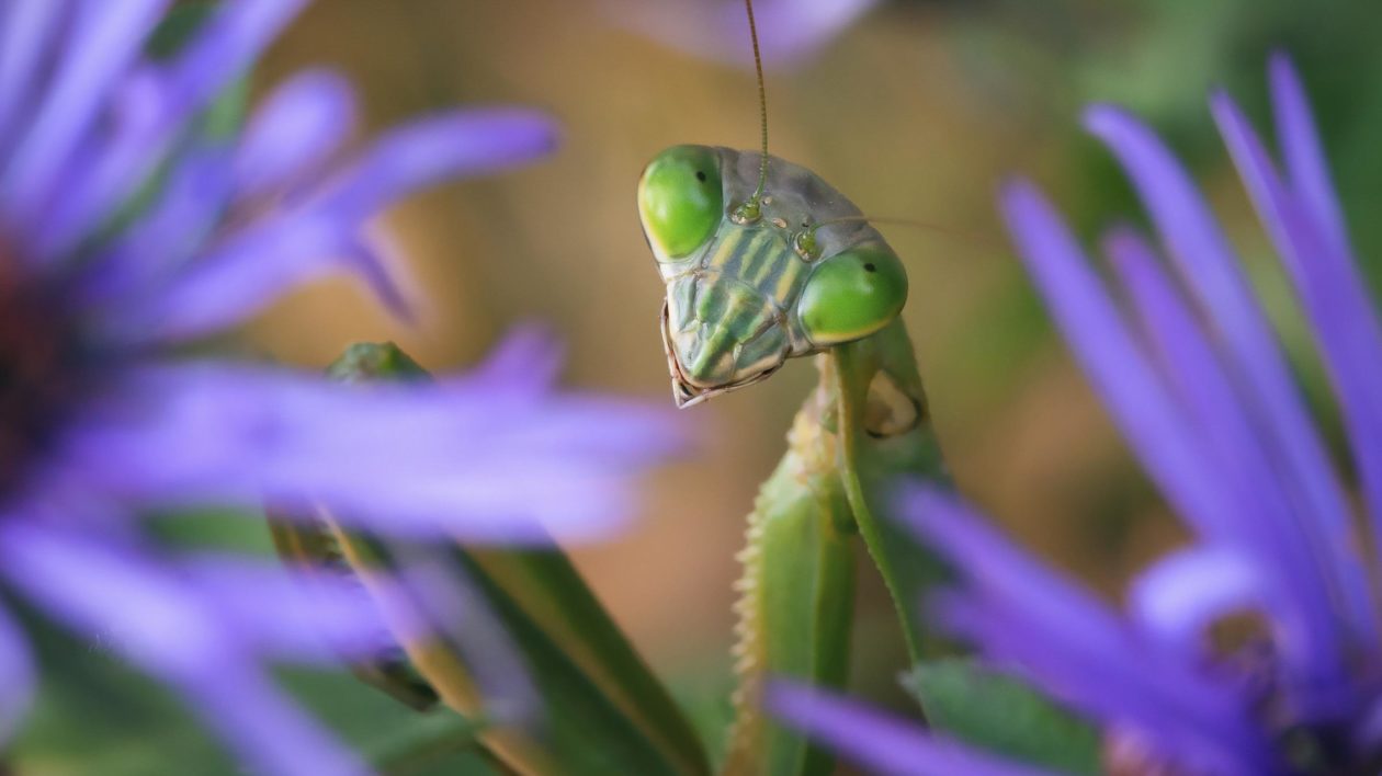 closeup of green mantis insect