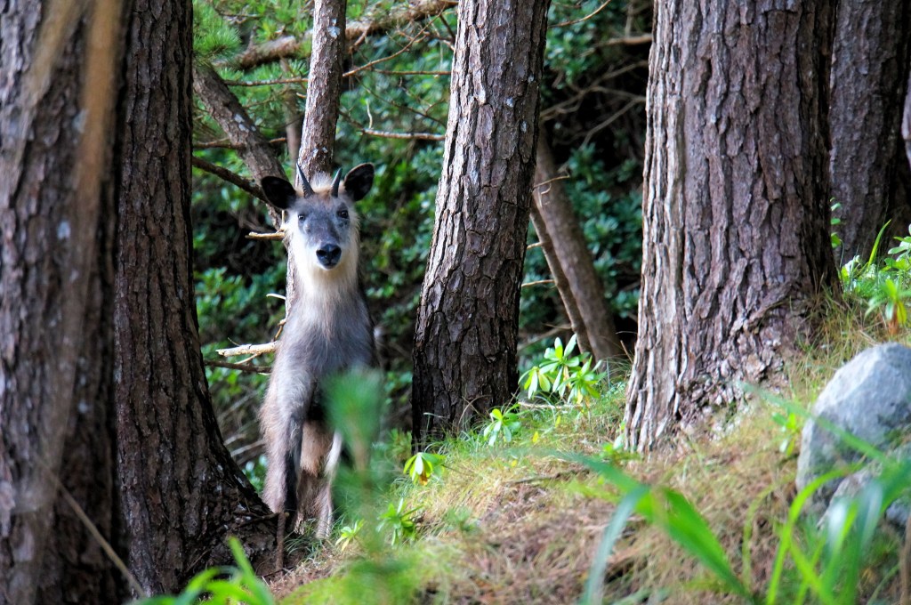 dark deer-like mammal in trees