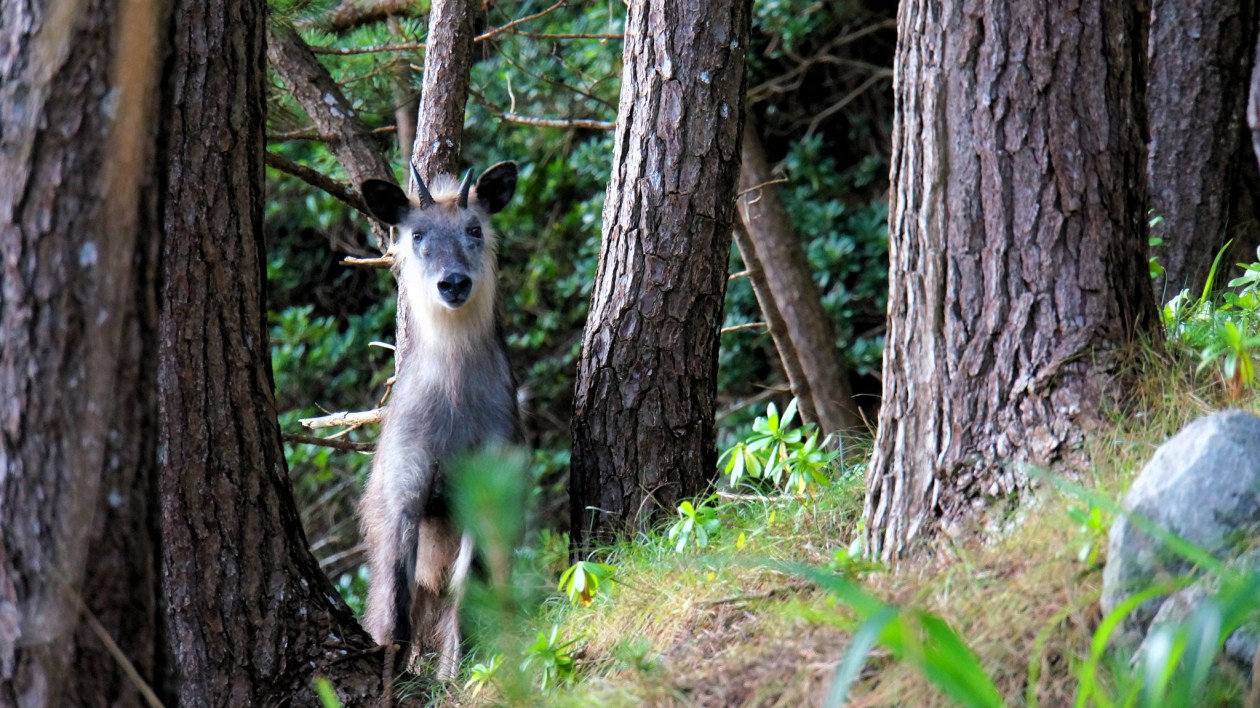 dark deer-like mammal in trees