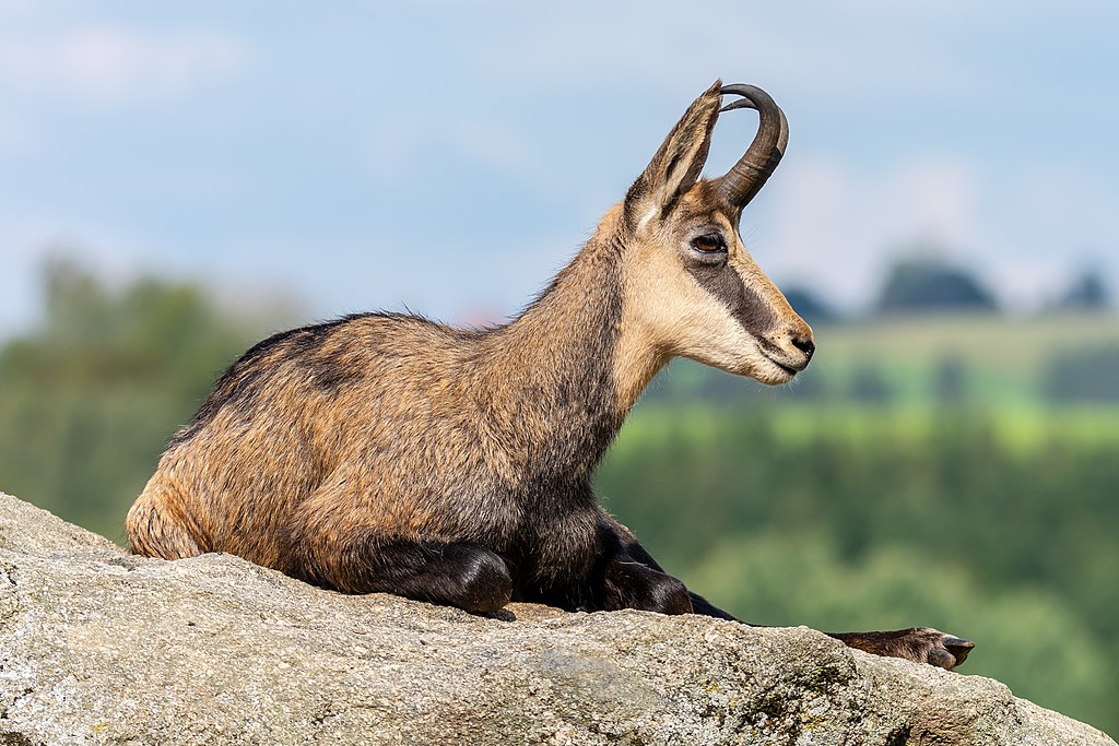 goat-like mammal on a rock
