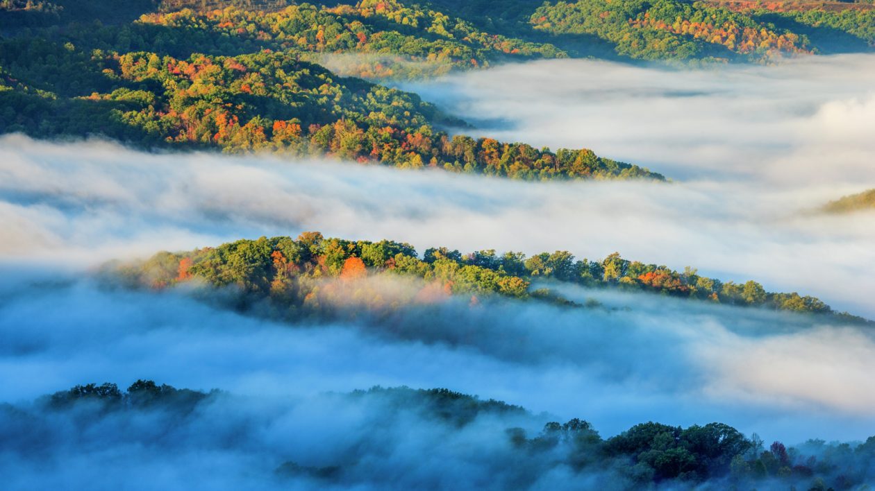 forested valley with low clouds