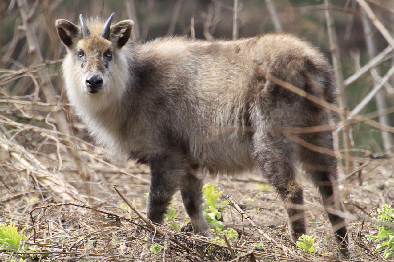 Deer Goat Hybrid