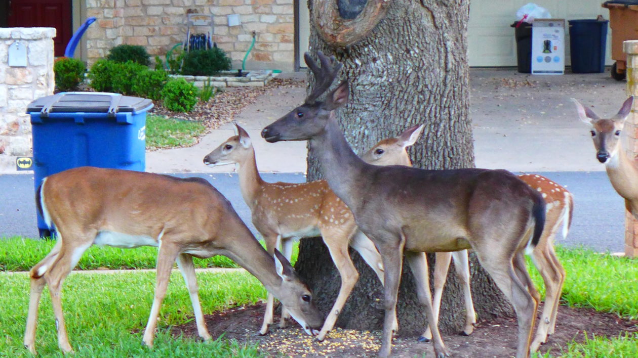 deer in a yard, with one black deer