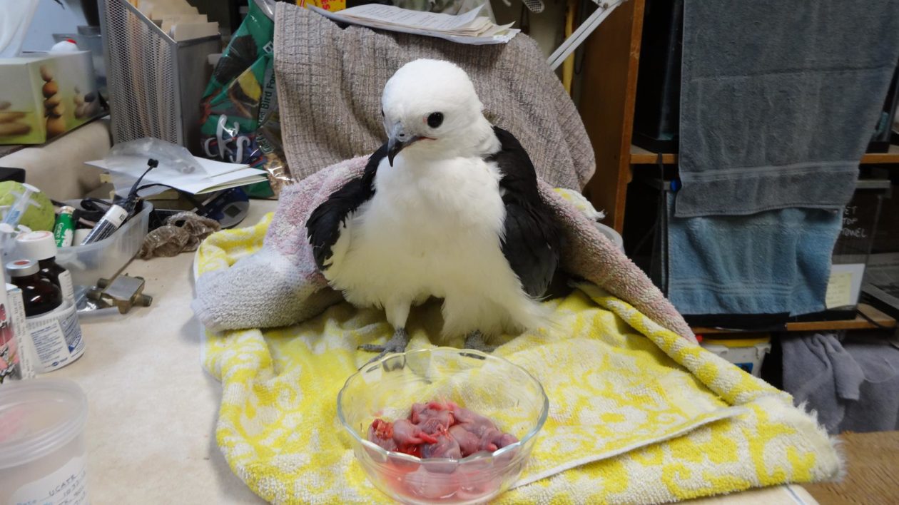black and white bird in a towel with a bowl of food