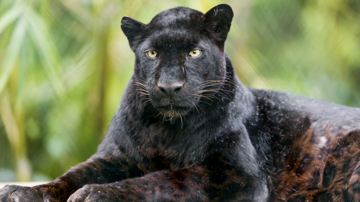 black leopard lying down