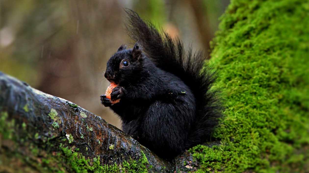 black squirrel eating a nut