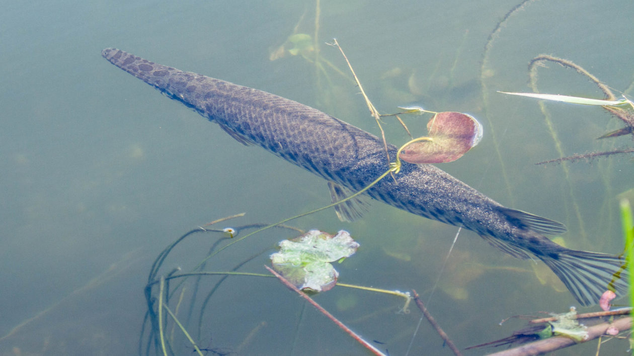 long fish swimming near lilypads