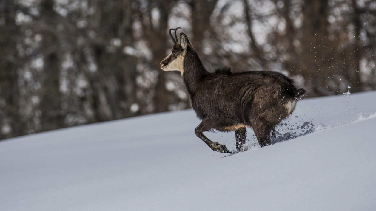 dark goat like animal running in snow