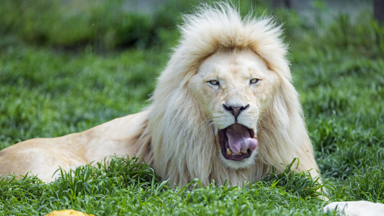 white lion in green grass