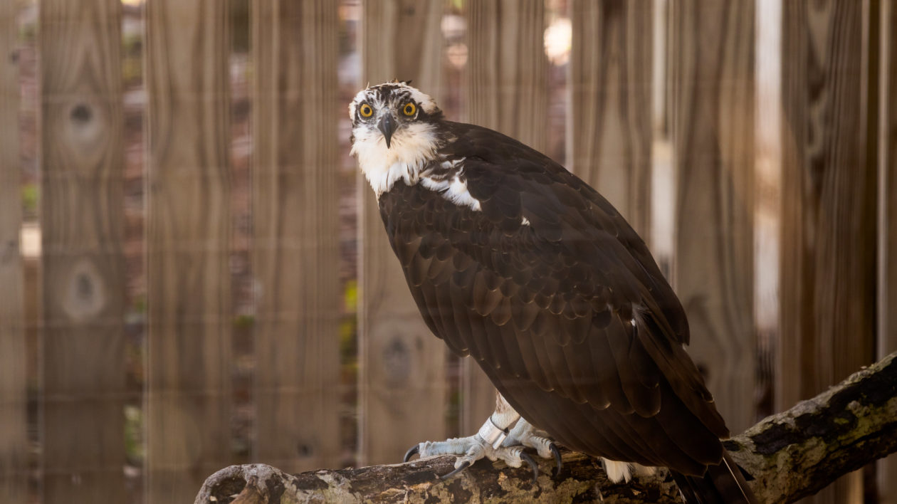 large osprey inside an enclosure