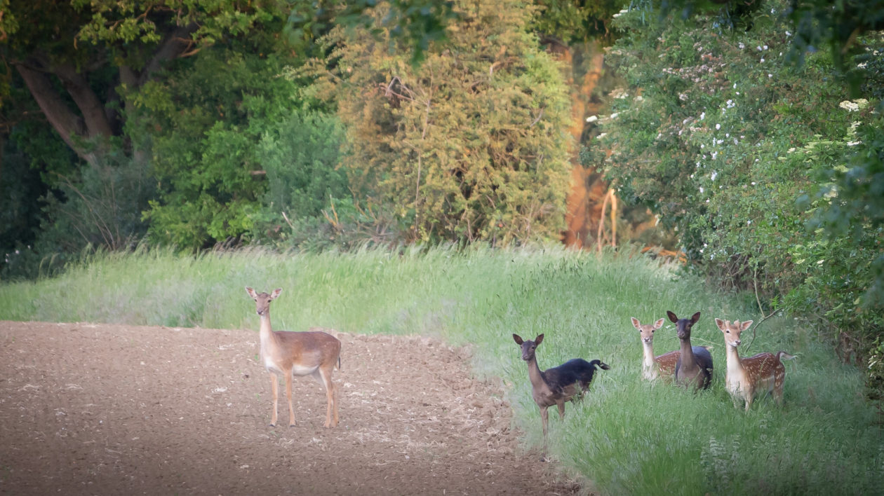 four deer in a field