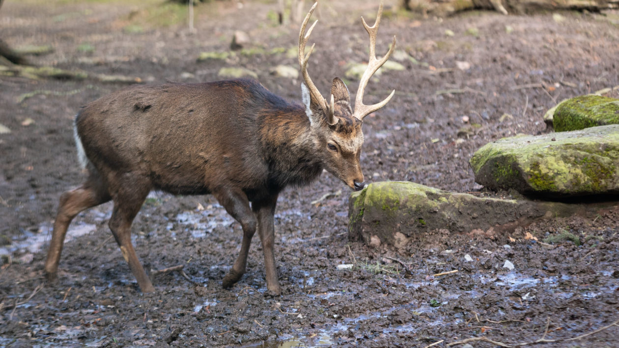 large dark sika deer