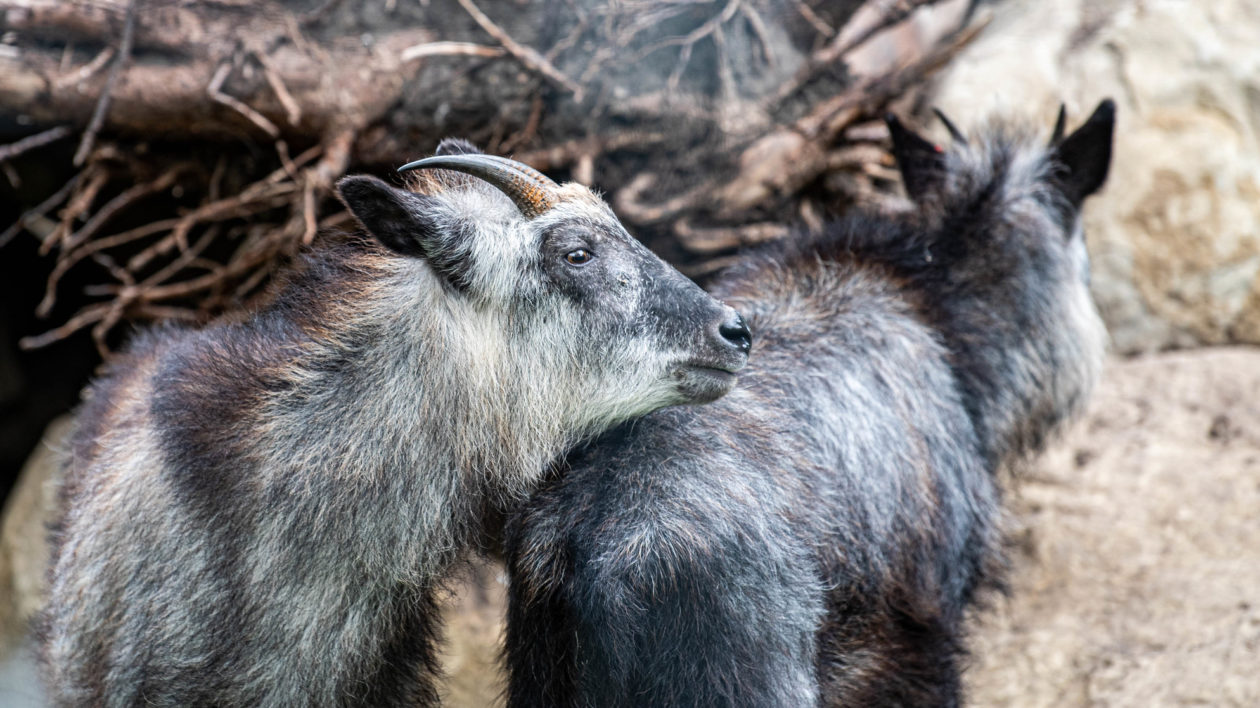 Wild Alpine Chamois  African animals, Animals wild, Animals