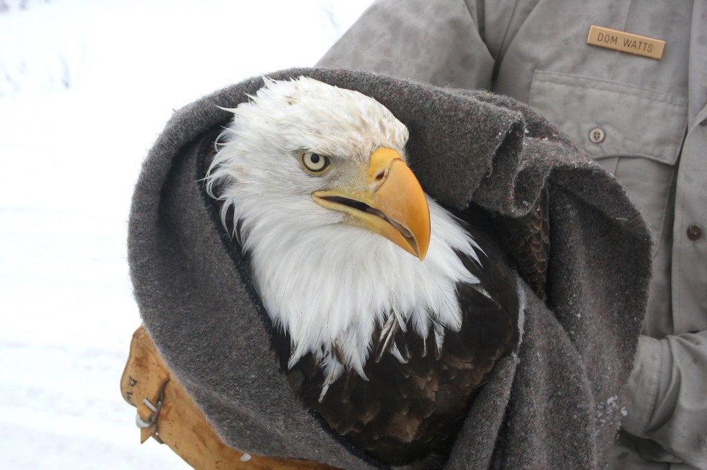 bald eagle in a blanket