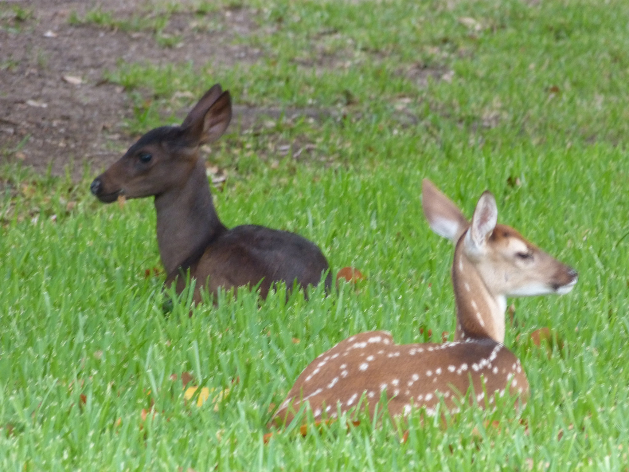 two baby deer in the grass