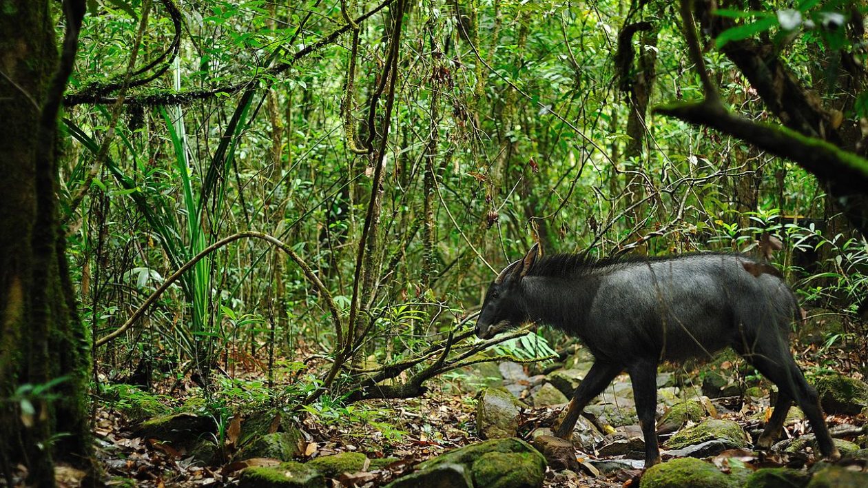 goat like animal walking in the forest