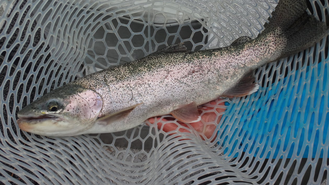 The Rainbows of Bristol Bay