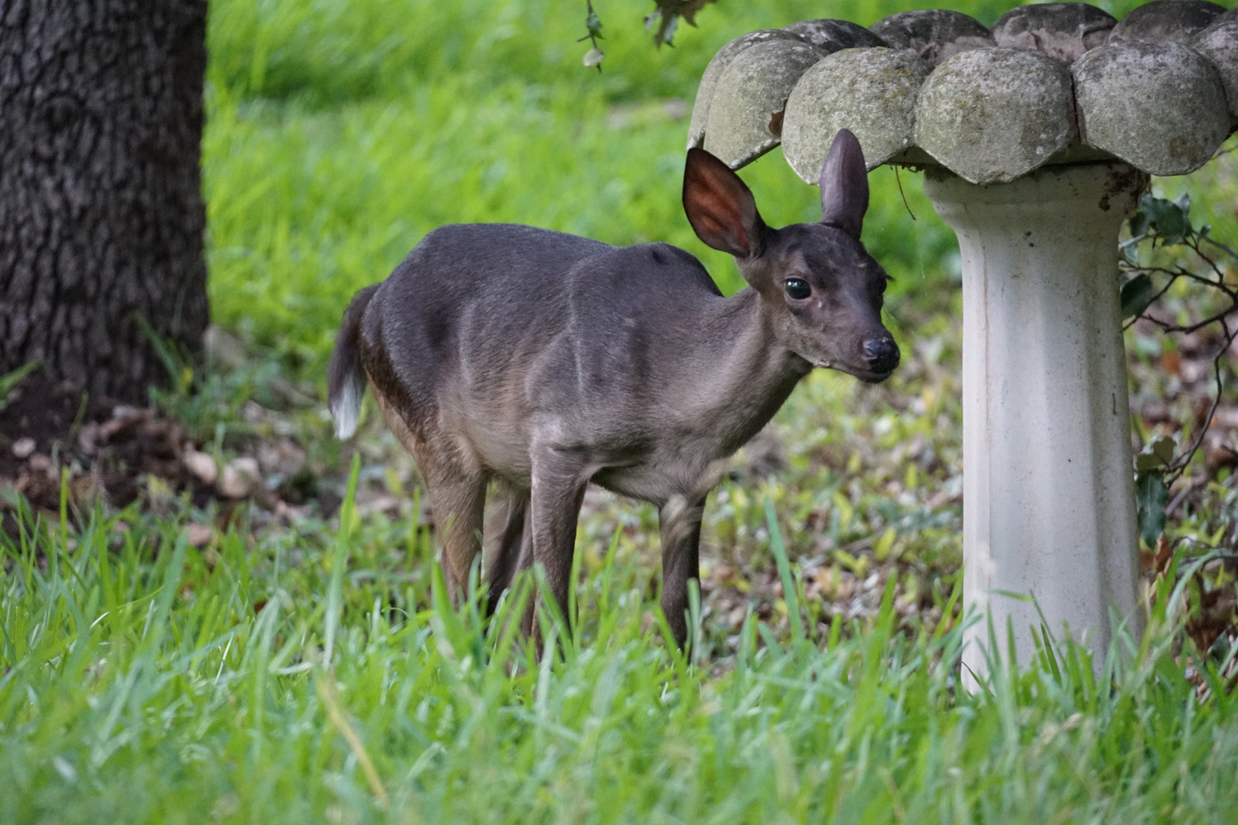 black deer on grass