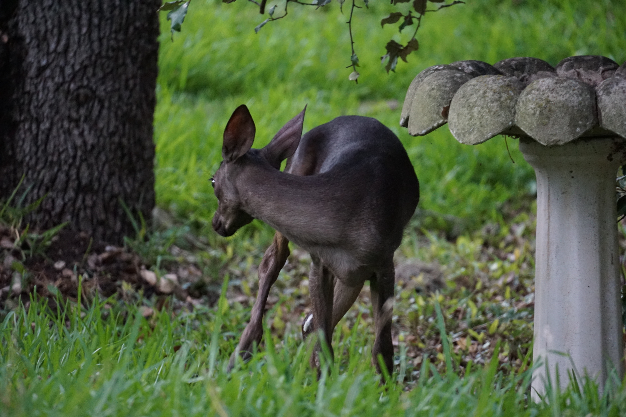 black deer on grass