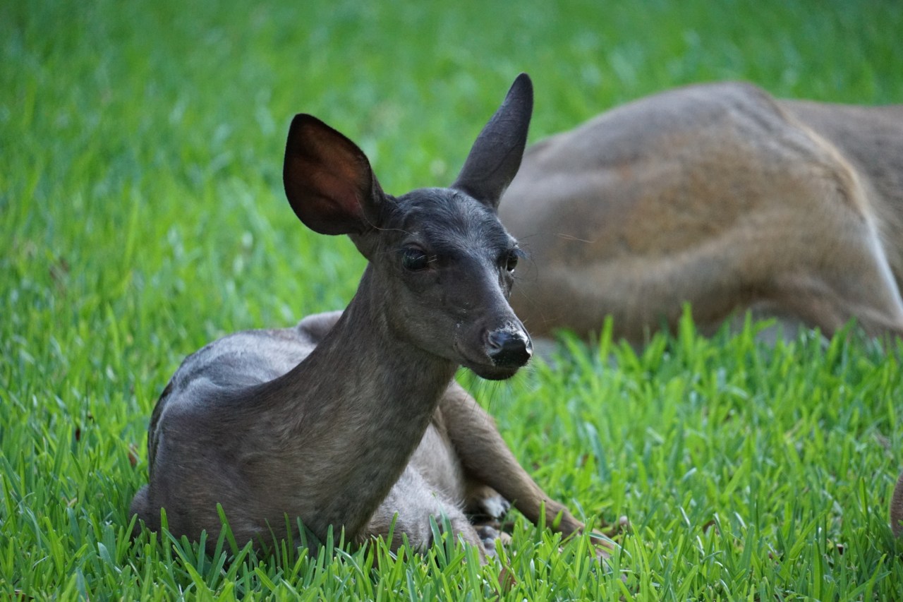 black deer on grass